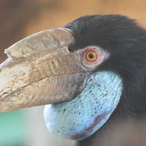 Wreathed hornbill female