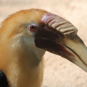 Papuan hornbill male