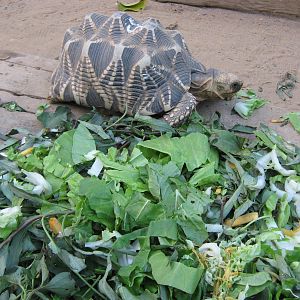 Burmese Star Tortoise (Geochelone platynota)