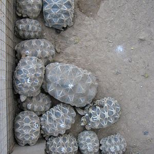 Burmese Star Tortoises (Geochelone platynota)