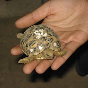 Burmese Star Tortoise (Geochelone platynota)