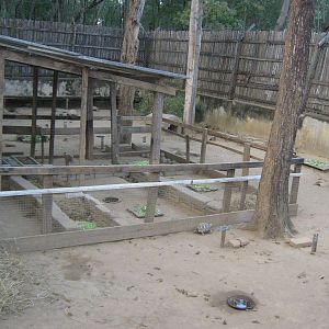 breeding centre for Burmese Star Tortoises (Geochelone platynota)