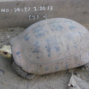 Elongated Tortoise (Indotestudo elongata)
