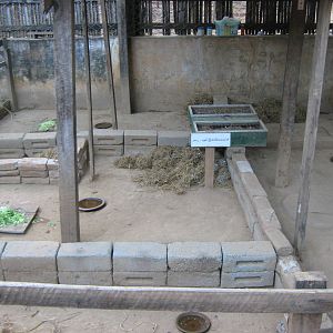 breeding centre for Burmese Star Tortoises (Geochelone platynota)
