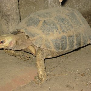 Elongated Tortoise (Indotestudo elongata)