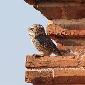 Spotted Owlet (Athene brama)