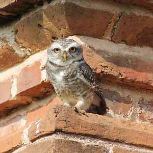 Spotted Owlet (Athene brama)