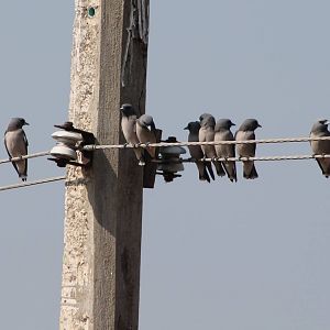Ashy Woodswallow (Artamus fuscus)