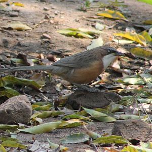 White-throated Babbler (Turdoides gularis)