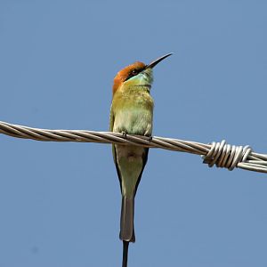 Green Bee-eater(Merops orientalis)