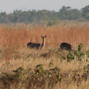 Eld's Deer (Cervus eldii)