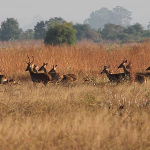 Eld's Deer (Cervus eldii)