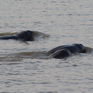 Irrawaddy Dolphins (Orcaella brevirostris)