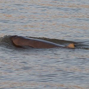 Irrawaddy Dolphins (Orcaella brevirostris)