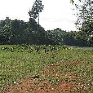 Hog Deer in the safari park area