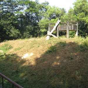 Asiatic Black Bear enclosure