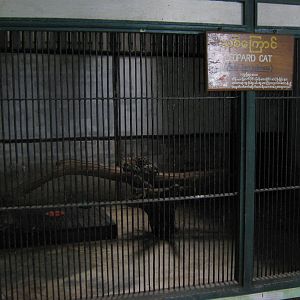 Leopard Cat cage