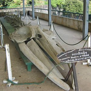 whale skeleton