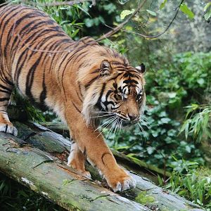 Sumatran Tiger