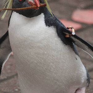 Northern Rockhopper Penguin