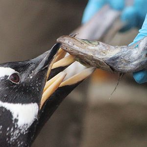 Gentoo feeding time