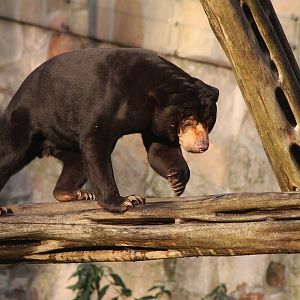 Sun Bear