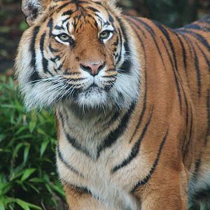 Sumatran Tiger
