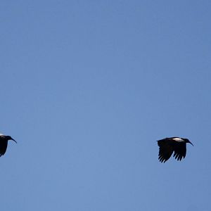 Wattled Ibis - Sululta Plains, 18/10/14