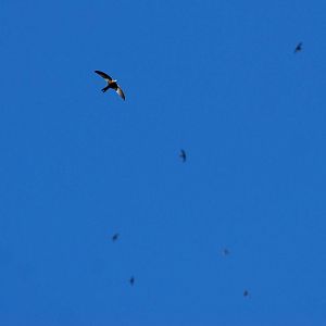 Nyanza Swift - Sululta Plains, 18/10/14