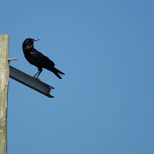 Cape Crow - Sululta Plains, 18/10/14