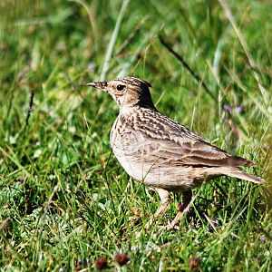 Thekla Lark - Sululta Plains, 18/10/14