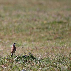 Red-breasted Wheatear - Sululta Plains, 18/10/14