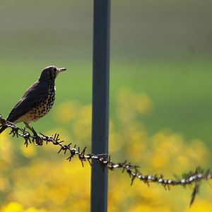 Groundscraper Thrush - Sululta Plains, 18/10/14