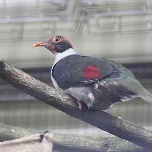 Flame-breasted Fruit-dove (Ptilinopus marchei)