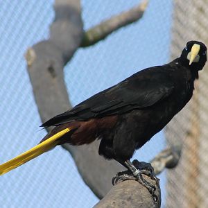 Crested oropendola