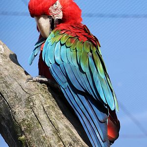 Green-winged macaw