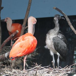 Scarlet ibis with young