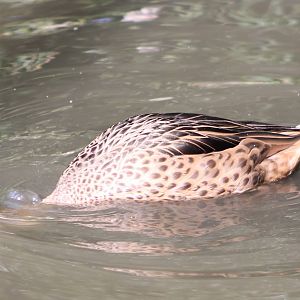 Bahama pintail "hiding"