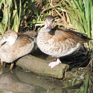 Ringed teals