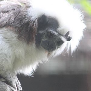 Cotton-top tamarin