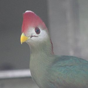 Red-crested touraco