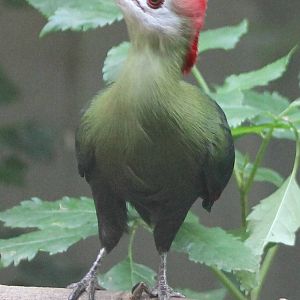 Red-crested touraco