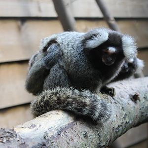 Common marmosets with young
