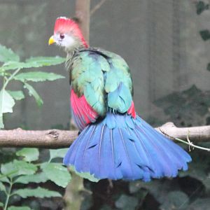 Red-crested touraco