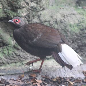 Vietnam pheasant hen