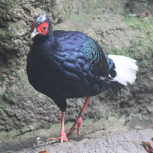 Vietnam pheasant cock