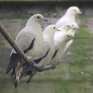 Pied imperial pigeons