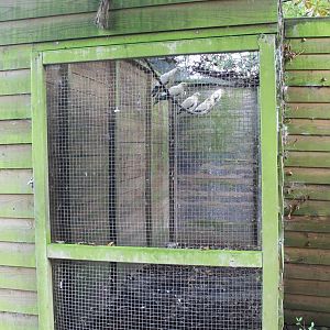 Enclosure Imperial pigeons, pheasants and touraco