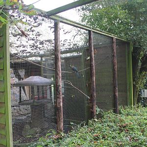 Enclosure Imperial pigeons, pheasants and touraco
