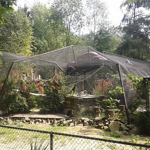 Ring-tailed lemur enclosure
